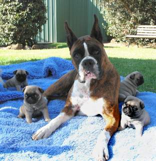 Fergie the Boxer and the Pug pups